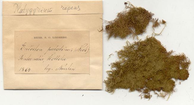 Образец Platygyrium repens из гербария С.О. Линдберга (S.O. Lindberg), Финляндия, 1864 г