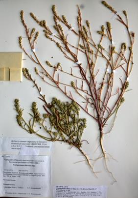 Образец CoCorispermum sibiricum, 2n=18, из кариологического отдела гербария