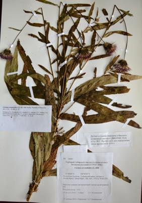 Образец Corispermum ulopterum, 2n=18, из кариологического отдела гербария