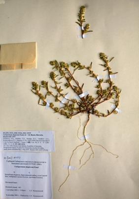 Образец Cirsium serratuloides, 2n = 34, из кариологического отдела гербария