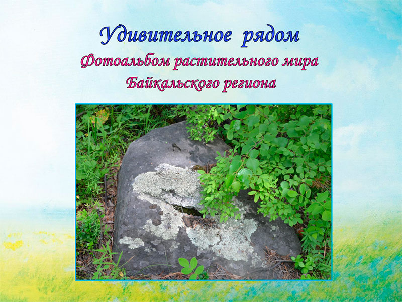 Фотоальбом растительного мира Байкальского региона