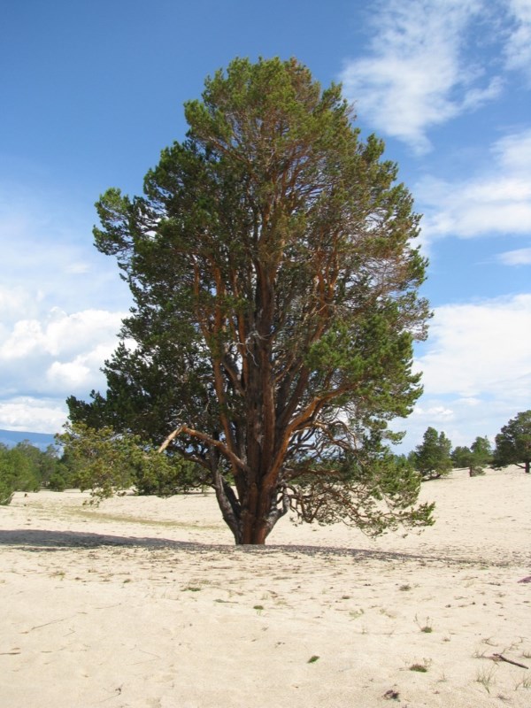 Pinus sylvestris L